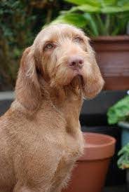 The character of the Hungarian vizsla is interesting. Generation after generation they were bred ...
