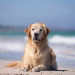 The Golden Retriever named Toby, originally from the UK has been helping the owner find and coll ...