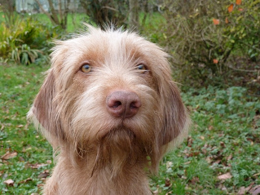 If you walk a lot with the Hungarian cop, exercise, exhaust her with physical activity, then at  ...