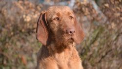 Vizhly are often recognized as the owner of only one person, this is due to genetics: the hunter ...