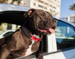 If you have no experience with fighting dogs, look at other breeds. American bully and elderly p ...