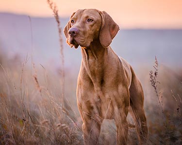 In the training of Hungarian cops, one cannot be rude, again because of genetics: the hunter and ...