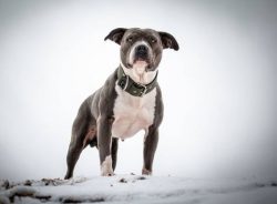 The animals are known for their developed hunting instincts, which makes them quite passable can ...