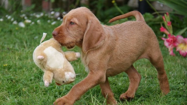 The dog does not tolerate rudeness and there is a possibility that it will never recognize as it ...