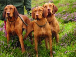 The Hungarian Vizsla can change the direction of movement in a jump. 