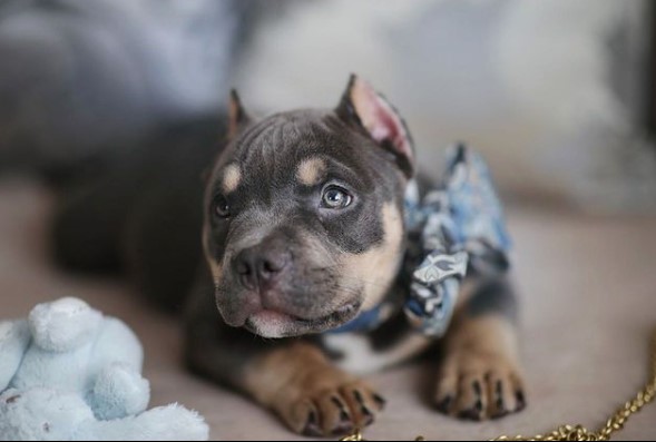 The breed is ideal for family dogs. Animals show amazing love for children and courageously endu ...