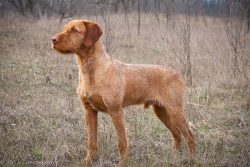 From Hungarian “vizsla” is translated as “in search of a trace”. 