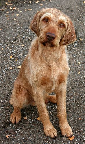 The standard color (bright red) appeared for a reason. The Hungarians tried to breed a hunter wi ...