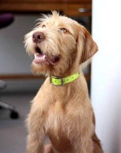 The Hungarian Vizsla is practically not at all adapted to city life. 