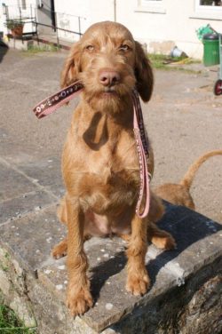 Caring for a Hungarian vyzhla is not difficult, regular brushing of the skin with a brush is eno ...