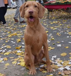 Vizsla works equally well both in rough terrain and in thickets of marsh plants.