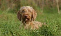The traditional color of the Hungarian vizsla is reddish-golden and its various shades. Reddish  ...