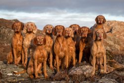 A friendly and affectionate vizsla easily converges with people. In the family, she, as a rule,  ...