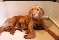 They are usually very calm and balanced dogs, they rarely show aggression, they are friendly tow ...