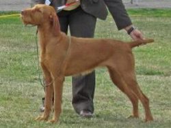 The breed was developed in the 1930s in Hungary. Fans of rifle and falconry hunting in the north ...