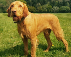 From the litters obtained from the crossing of the Hungarian Vizsla and the German Wirehaired Po ...