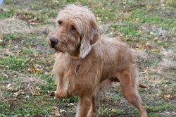 The creators of the breed managed to get a dog capable of working in almost any conditions and f ...