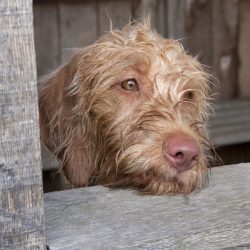 Wire-haired vizsla differs from its progenitor in a more powerful constitution, strong bones, la ...