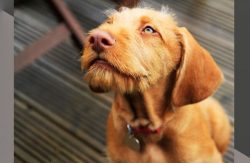 Thanks to this, the wire-haired slicker-haired vizsla is adapted for winter hunting, feeding bir ...