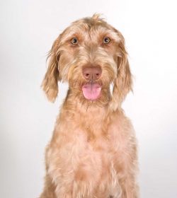 The breed was recognized by the International Cynological Federation in 1966. 