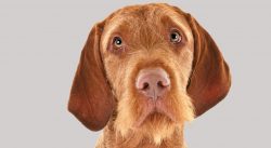 In 1980, the Wirehaired Vizsla was first introduced at the prestigious Crufts dog show in the UK. 