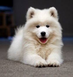 It is impossible not to note the love of the Samoyeds for snow and sledding, today they, along w ...