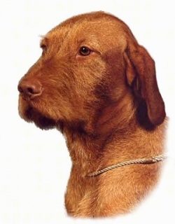 In the United States, wire-haired vizsla was first exhibited at the largest Westminster Dog Show ...