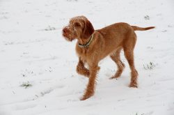 The Wire-haired Vizsla is a medium-sized, strong-built, tight-knit, well-muscled Pointing Dog wi ...