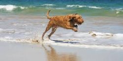Its entire appearance reflects the qualities of a versatile hunting dog, hardy and unpretentious. 
