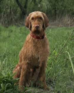 The length of the body slightly exceeds the height at the withers. The head is of moderate width ...