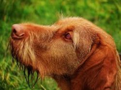The color of the coat is even throughout the body, rusty-golden of various shades, dark-sandy-gold. 