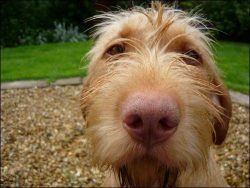 On the head, the hair is shorter and slightly darker, but just as dense, and on the belly, below ...