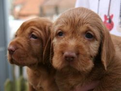 Puppies are born with a smooth coat, the characteristic coarse coat only begins to appear betwee ...