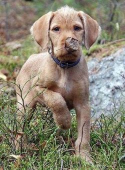 Wire-haired Vizsla is a relatively young breed, among its ancestors were dogs with different typ ...