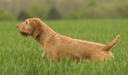 Dogs with irregular coats should not be allowed to breed, but the quality of the coat does not a ...