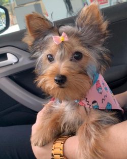 Yorkshire Terriers are descended from different species of Scottish Terriers, and this breed owe ...