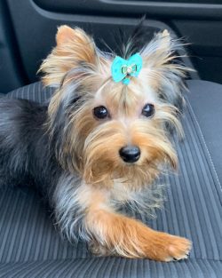 To purchase a guaranteed purebred Yorkshire Terrier, you should contact a breeder with a proven  ...