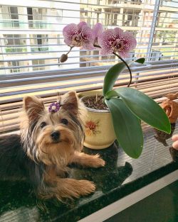 The Yorkshire Terrier is an adorable dog with a gorgeous silky coat that looks like a living toy ...