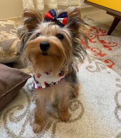 The health of this tiny dog ​​must be treated with extreme care and efforts must be made to prot ...