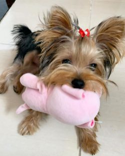 Long-haired dogs need weekly bathing, short-haired Yorkies are bathed every 2-3 weeks.