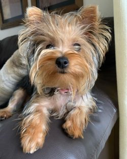 You can learn how to do standard haircuts yourself, and model hairstyles are created by grooming ...