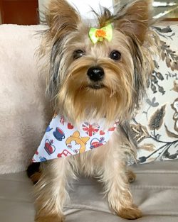 Thanks to his quick wits, the Yorkie is easy to train, but the process is complicated by his res ...