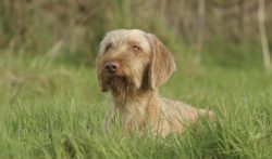 Wire-haired vizsla is affectionate and loyal, always ready to serve, smart, perfectly adapt to t ...