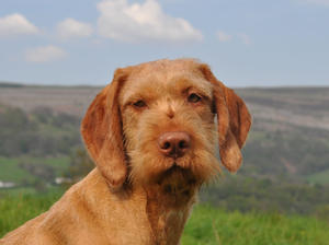 Dogs are sensitive and do not tolerate rough treatment. Usually loyal to children and other fami ...