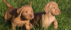 Like all hunting dogs, they need a lot of motors and mental stress. Good learners, confident 