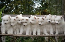 The cost of puppies of the Samoyed dog breed, depending on the name of their ancestors, ranges f ...