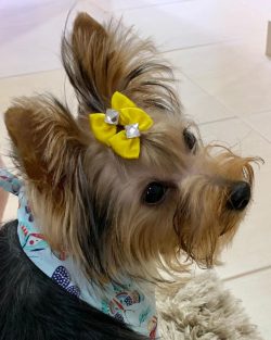 Yorkshire Terrier is an excellent dog, in the character of which courage, agility, endurance are ...