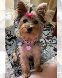 York is charming in appearance, energetic, affectionate and a great companion.