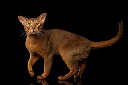 The history of the origin of the Abyssinian cat is confusing and replete with a variety of versi ...