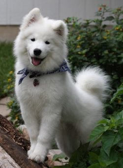 The Samoyeds have a speed that allows them to run comfortably to carry a family of reindeer herd ...